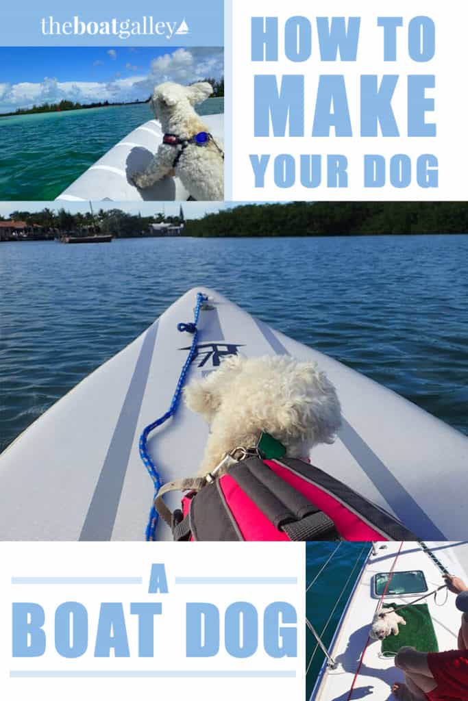 Potty Training Dogs on Boats The Boat Galley