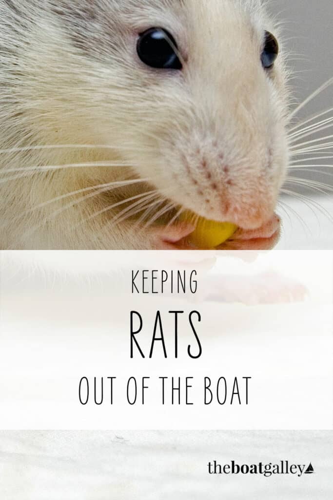 A rat visitor taught us valuable lessons about how to keep them out in the future. Here's what you need to know to keep your boat rat free.