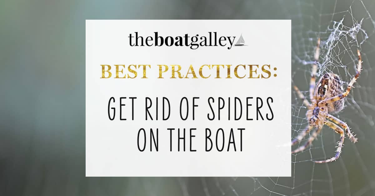 How to Get Rid of Spiders on Boats The Boat Galley