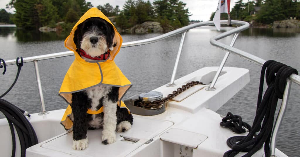 Black and white dog wearing a yellow rain coat on a boat bow - keep pets safe on your boat in storms