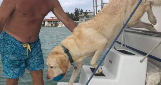 Man in bathing suit helping Labrador retriever off a boat using steps