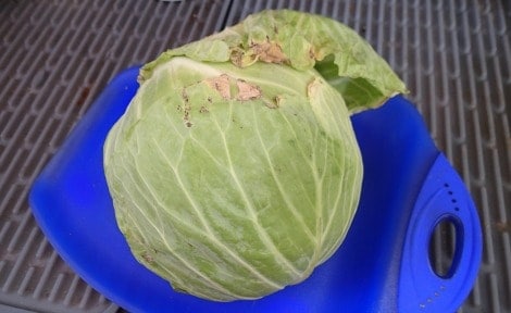 Month-old cabbage stored without refrigeration