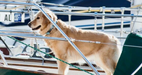 Golden retriever on the bow of a sailboat - cruising with a large dog