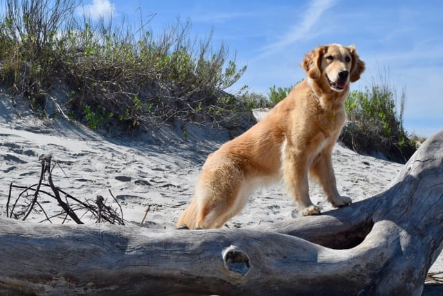 Wondering how to go cruising with a big dog? What can you do to make it easier? Answers here from Pamela Douglas Webster, who cruises with Honey, a golden retriever.