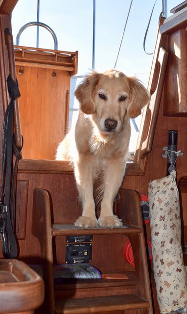 Wondering how to go cruising with a big dog? What can you do to make it easier? Answers here from Pamela Douglas Webster, who cruises with Honey, a golden retriever.