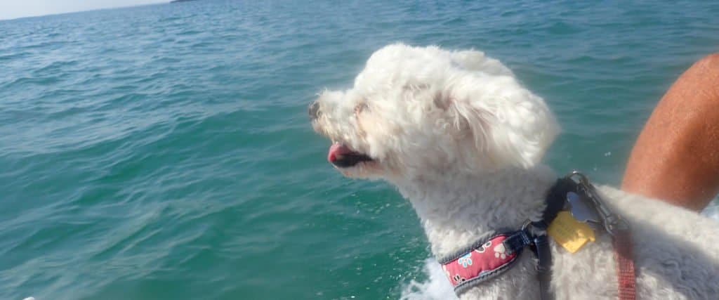 Happy dog looking out over the water from the deck of a cruising boat]