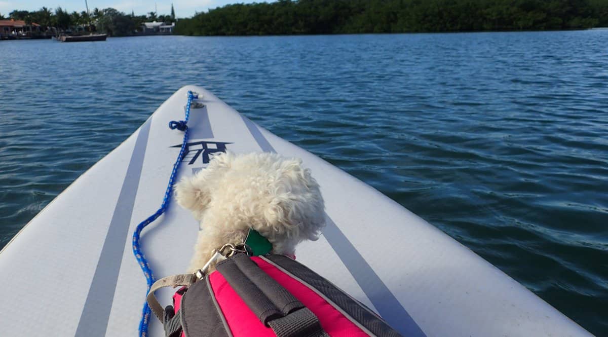 Dog on a paddleboard