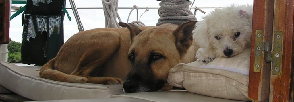 Two dogs in the cockpit of a boat, one large and one small