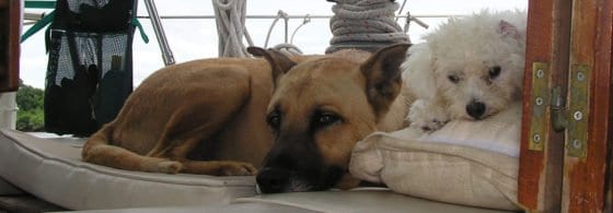 Large and small dog together in the cockpit of a sailboat