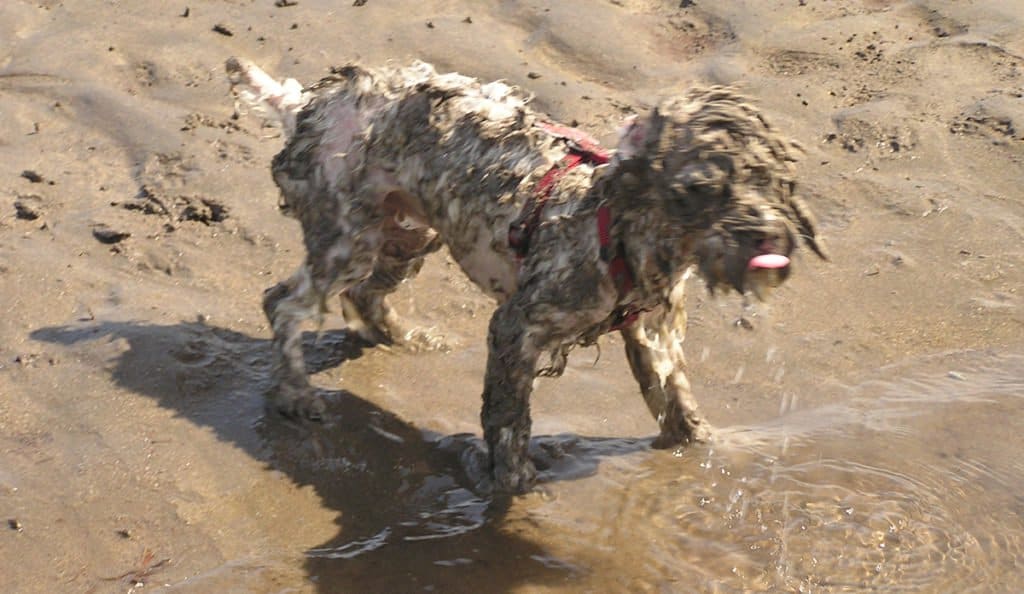 Boat dog after rolling in the sand on a beach anchorage