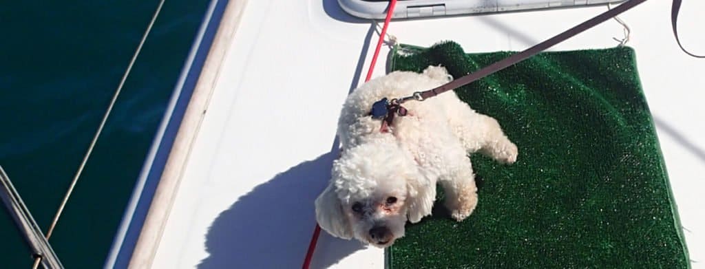 Boat dog using artificial grass pee pad on the foredeck