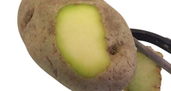 Green potato with light-induced skin discoloration -- is it safe to eat?